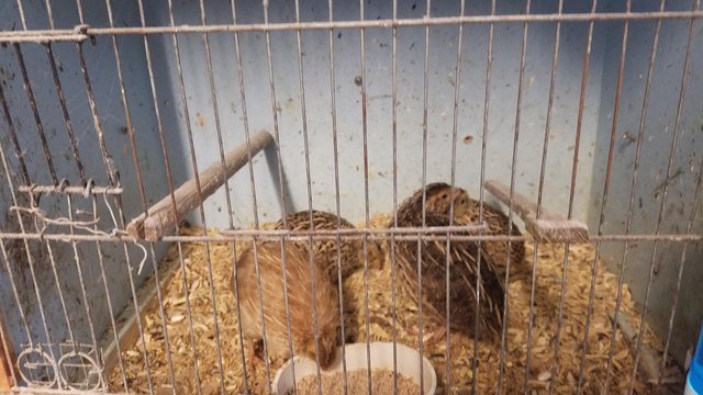 Image 4 of Quail Foursome, mixed colours