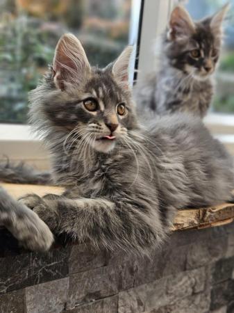 Image 1 of MAINE COON TICA REGISTERED KITTENS FOR SALE