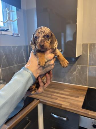 Image 2 of Dachshund puppies for sale