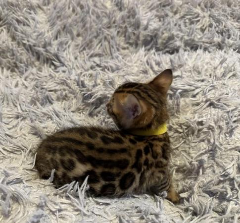 Image 3 of Tica bengal kittens for sale!