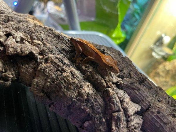 Image 1 of crested gecko babies 3-9 months