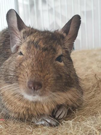 Image 3 of 2 Male Degus with Complete Set Up For Sale