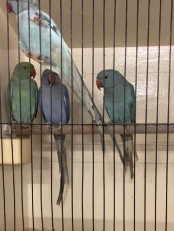Image 2 of Violet Ringnecked parakeets available