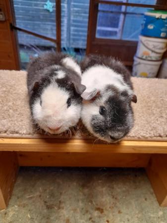Image 2 of Guinea pigs teddy brothers available