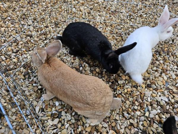 Image 1 of Continental giant rabbits various colours and both sets avai