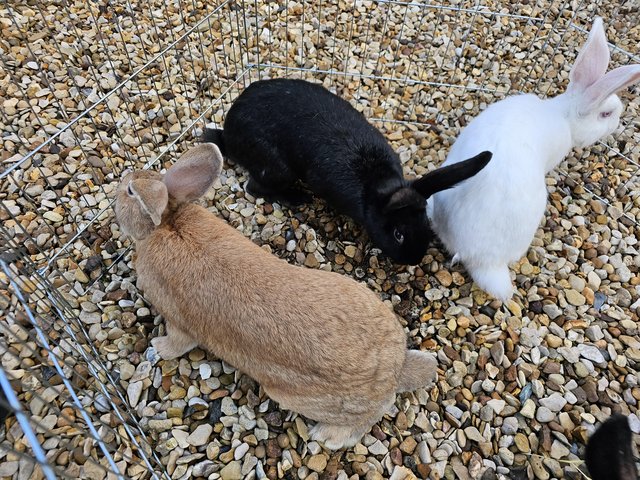 Preview of the first image of Continental giant rabbits various colours and both sets avai.