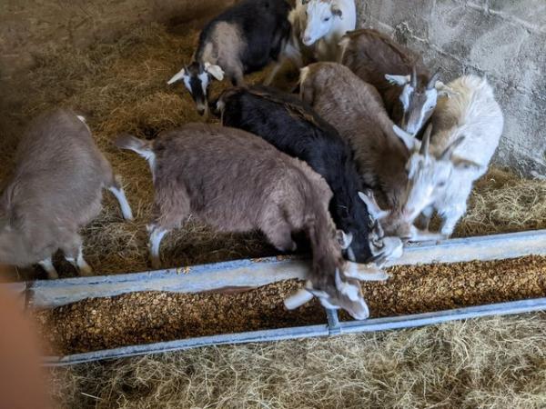 Image 1 of 6 month old goats, ready for browsing!
