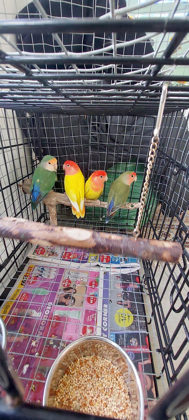 Beautiful lovebirds for sale