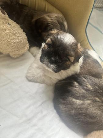 Image 1 of Beautiful litter of shih tzu puppies for sale