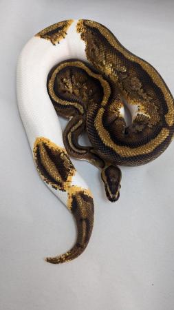 Image 4 of Cb20 yellowbelly genex pied royal python