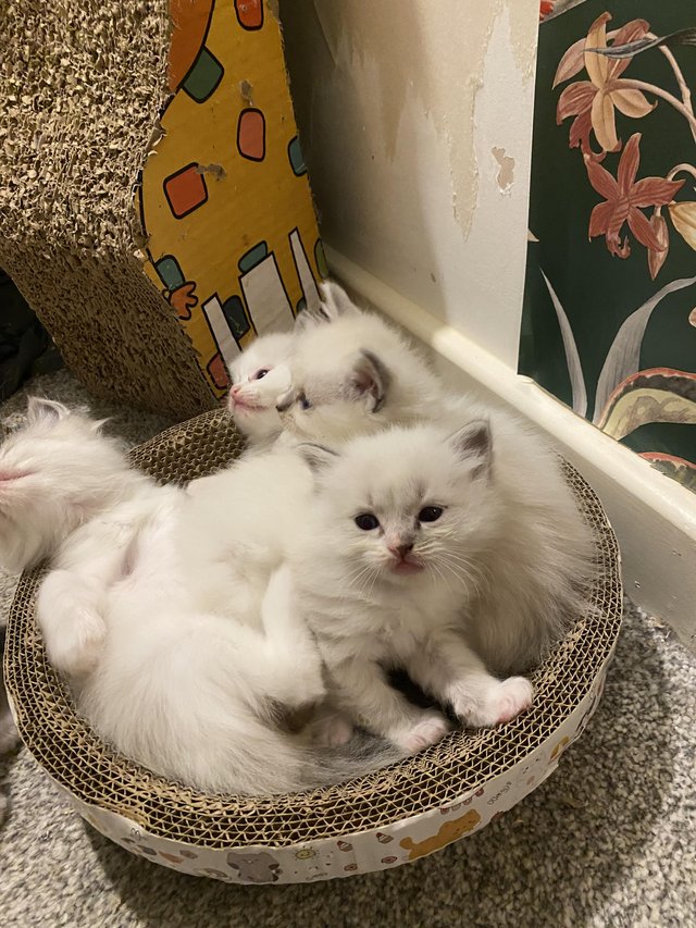 Ragdoll kittens for cheap sale north west