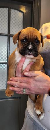 Image 4 of Beautiful boxer mix french bulldog dog (Froxer) puppies.