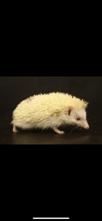 Image 2 of Albino African Pygmy Hedgehog (3 Years Old)