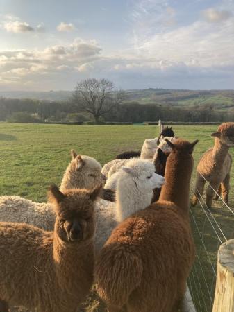 Image 2 of Alpacas for sale- from £300