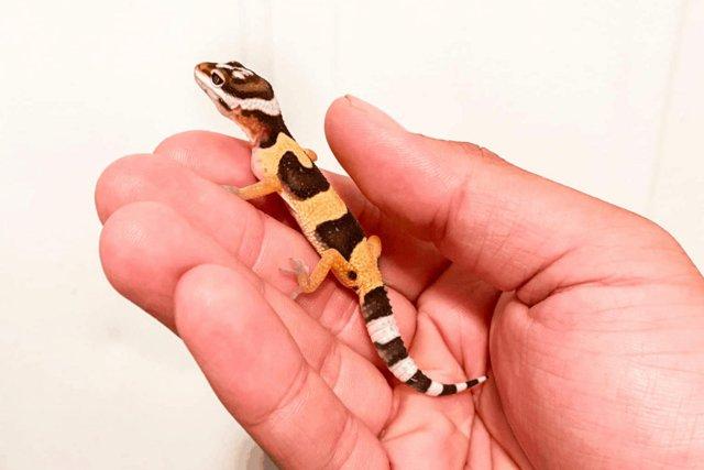 Image 3 of Baby Leopard Geckos lots of colours in stock