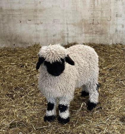 Image 7 of Valais Blacknose Ewe Lambs available