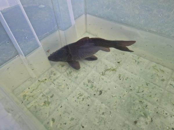Image 5 of Fish for sale collection aylesham