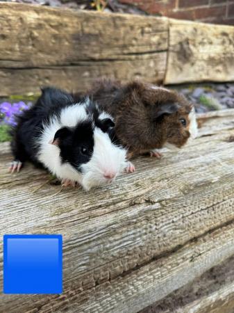 Image 6 of Guinea pigs male and female for sale. Sheffield.