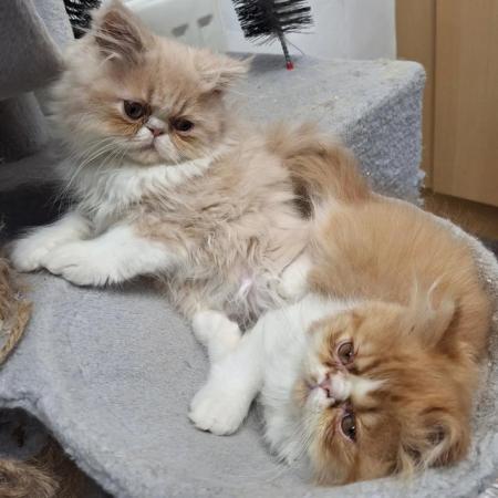 Image 13 of Pure breed Persian kittens for sale. Two gorgeous boys.