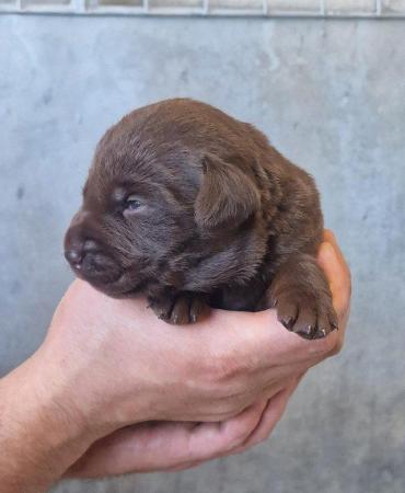 Image 6 of KC Chocolate Labrador puppies Ready October
