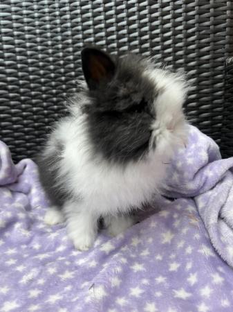 Image 9 of 3 beautiful fluffy double Maine lionheads