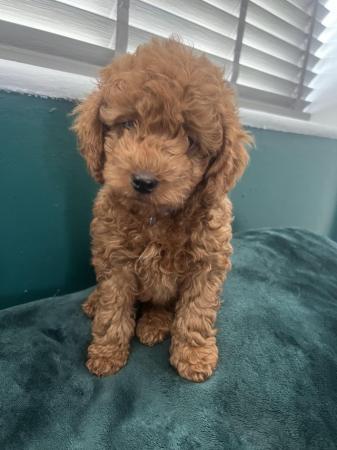 Image 9 of F1B Cockapoo puppies ready now 1 girl left