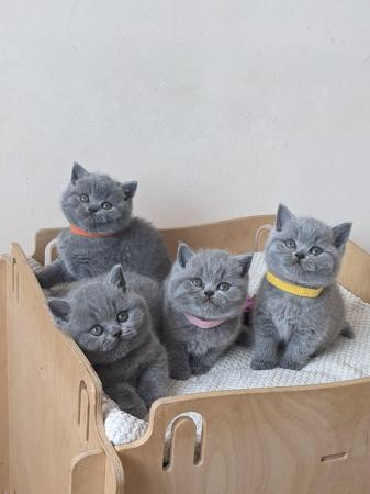 Image 12 of Amazing British Shorthair Blue registered kittens