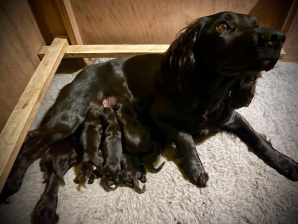 Image 15 of working cocker spaniel puppies for sale KCreg