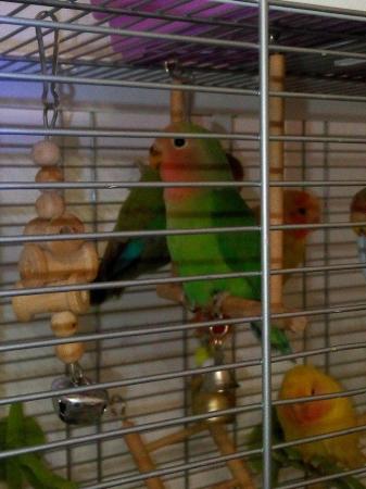 Image 7 of Gorgeous Green young Peachface Lovebirds