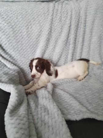 Image 21 of 8 week old mini dach x Springer spaniel pups
