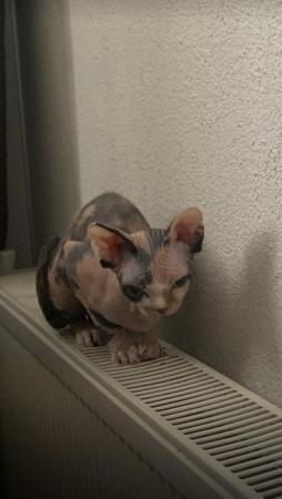 Image 5 of Sell beautiful and kind girl Sphynx .