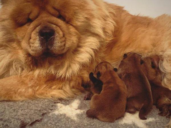Image 3 of Kc reg rough coat chow chow Can be seen with mum