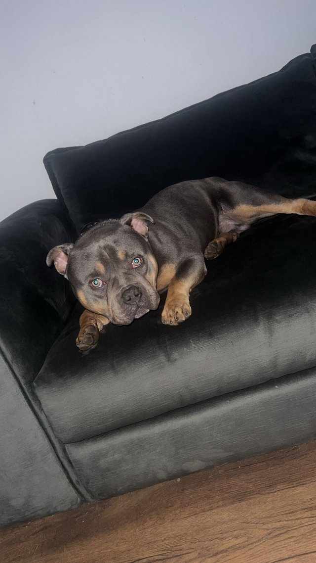 Preview of the first image of 12 months old male pocket bully tri coloured.