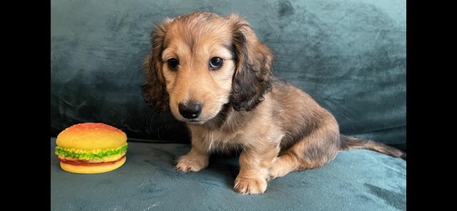 Preview of the first image of Long-Haired Miniature Dachshund - Male - Now ready !!.