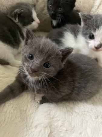Image 4 of ??Beautiful cross mainecoon kittens for sale ??