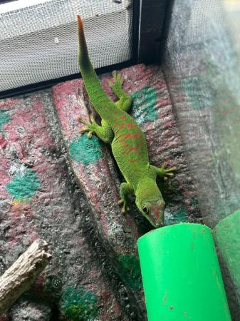 Image 5 of Phelsuma Grandis (Madagascan day gecko) 6 months old