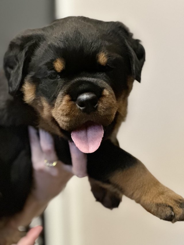 Preview of the first image of Rottweiler puppy available 14th may 1 chunky girl.