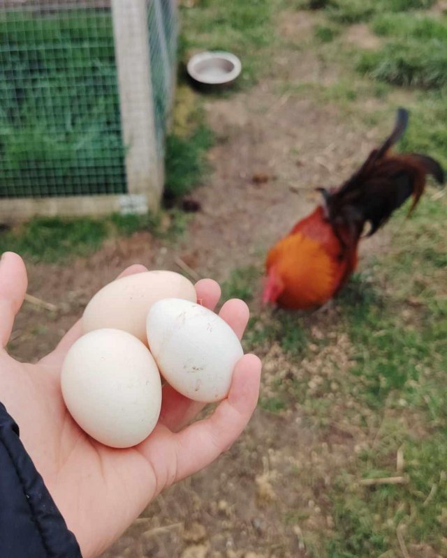 Preview of the first image of X12 ginger Red Old English Game bird hatching eggs posted.