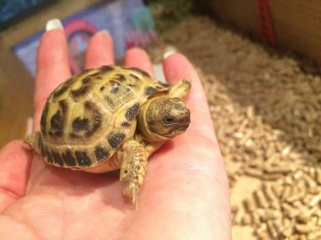 Preview of the first image of Baby Tortoise - with fully set up home and accessories.