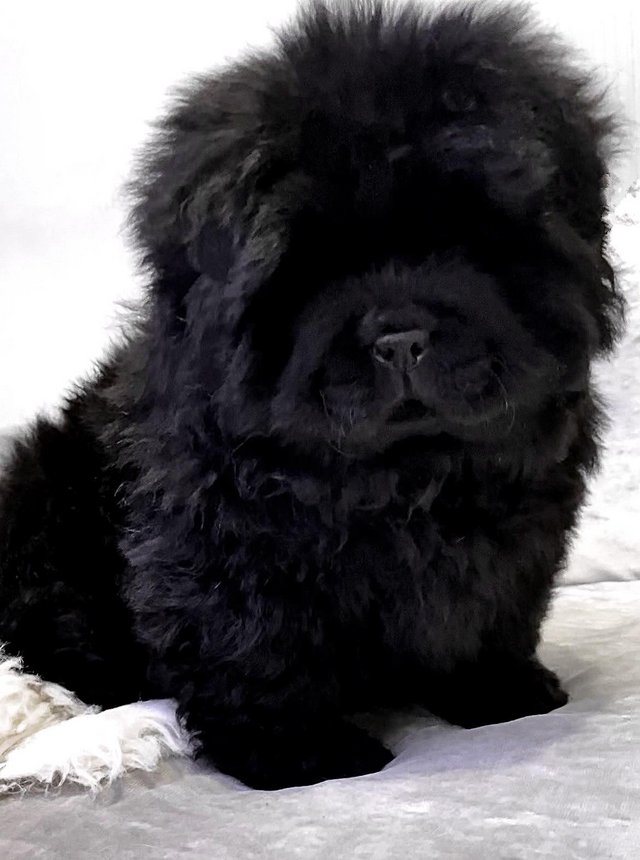 Preview of the first image of GENUINE PURE PEDIGREE CHOW FEMALE.