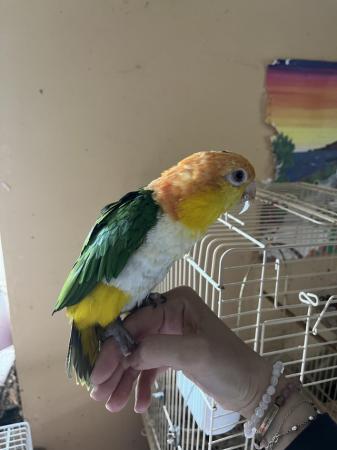 Image 2 of Lovely female caique for sale