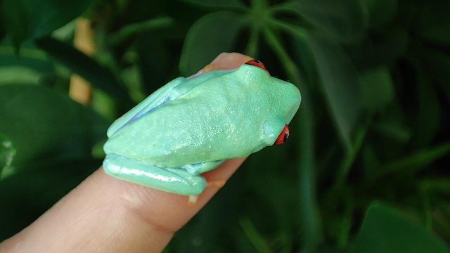 Image 1 of Albino red eyed tree frogs