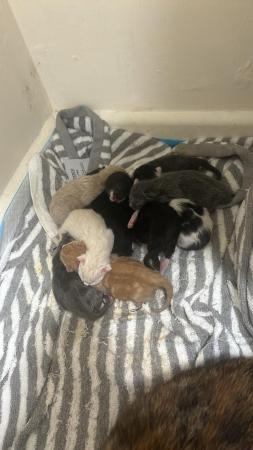 Image 4 of Gorgeous kittens for sale