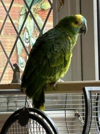Image 5 of Blue Fronted Amazon Parrot