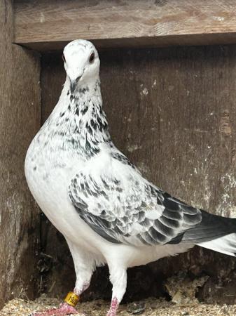 Image 6 of Racing pigeons well bred