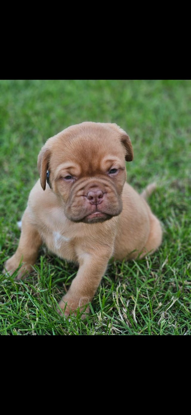 Preview of the first image of Beautiful Dogue de bordeaux puppies.