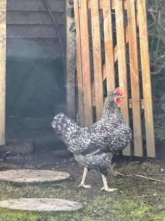 Image 1 of Chickens and rooster for sale