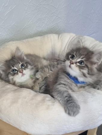 Image 13 of Pure/Pedigree  Siberian kittens  available