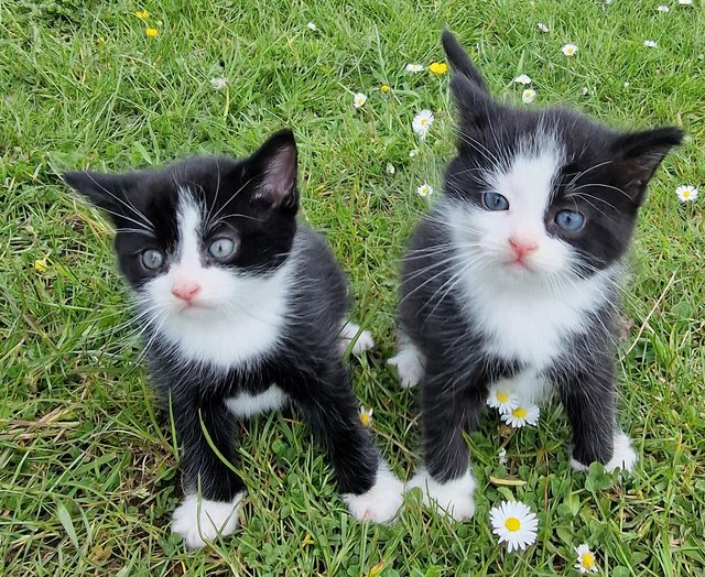 Preview of the first image of 3 beautiful British short haired kittens.