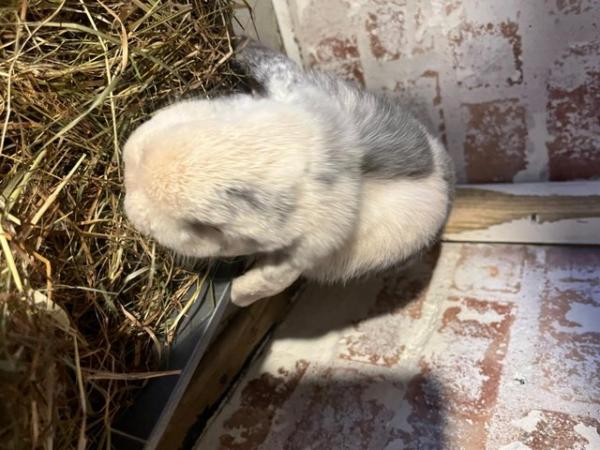 Image 4 of pedigree mini lop PUDS looking for good home.